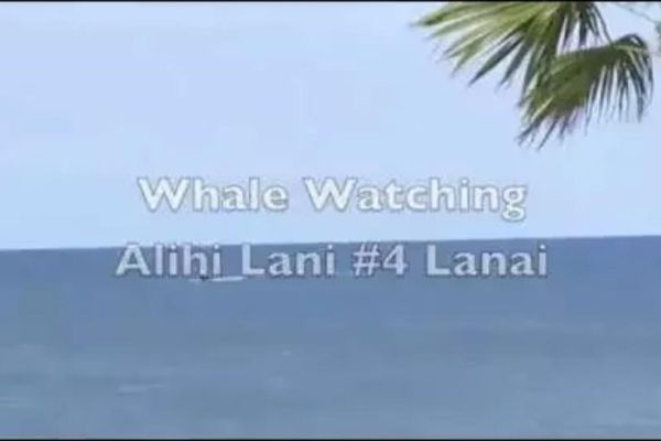 whale watching from Alihi Lani 4 lanai