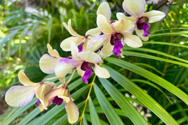 yellow and purple orchid blooms at Alihi Lani in Poipu south shore