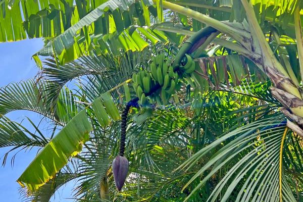 banana plant fruiting on Alihi Lani grounds